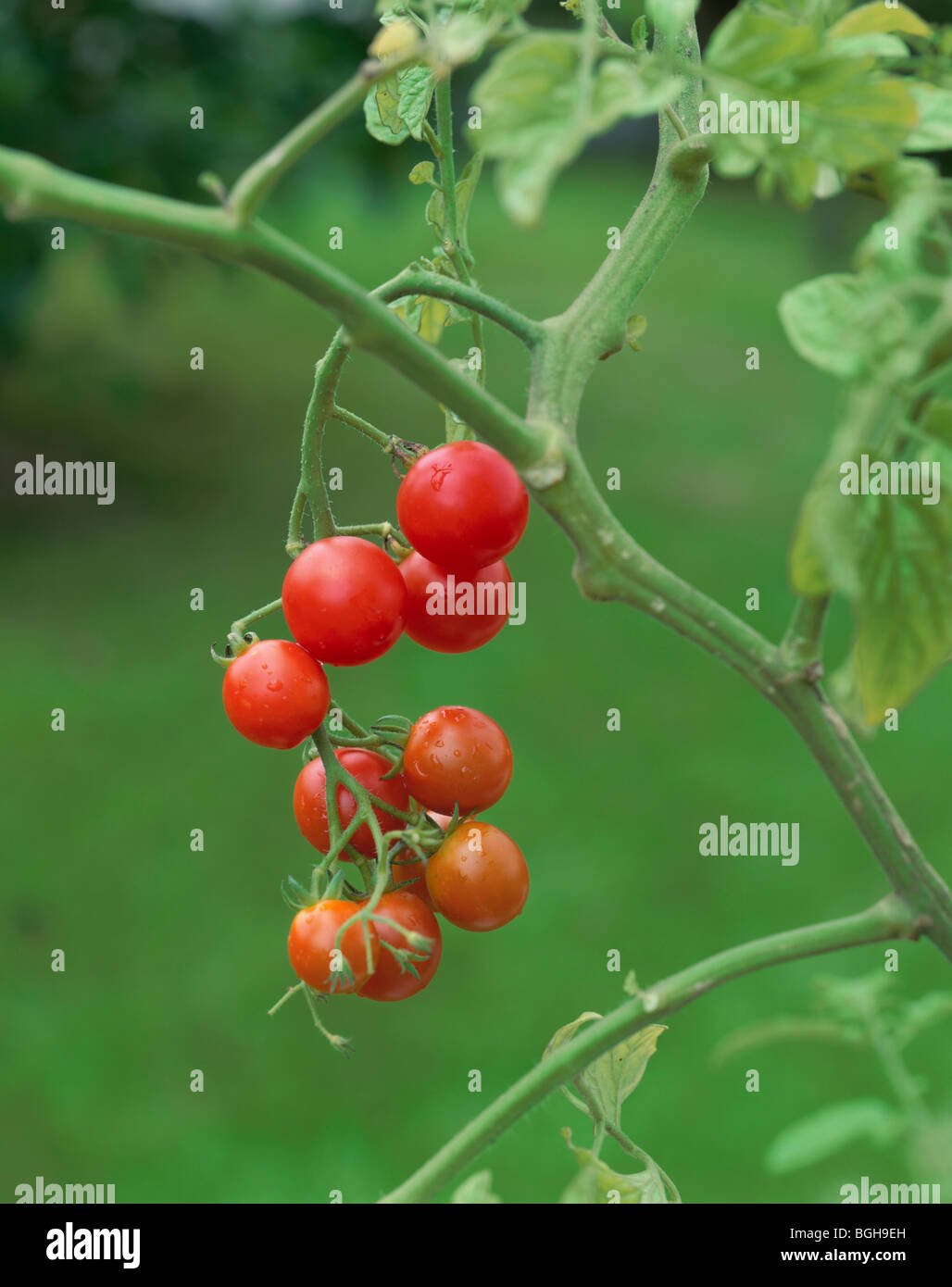 Cherry tomato plant Stock Photo Alamy