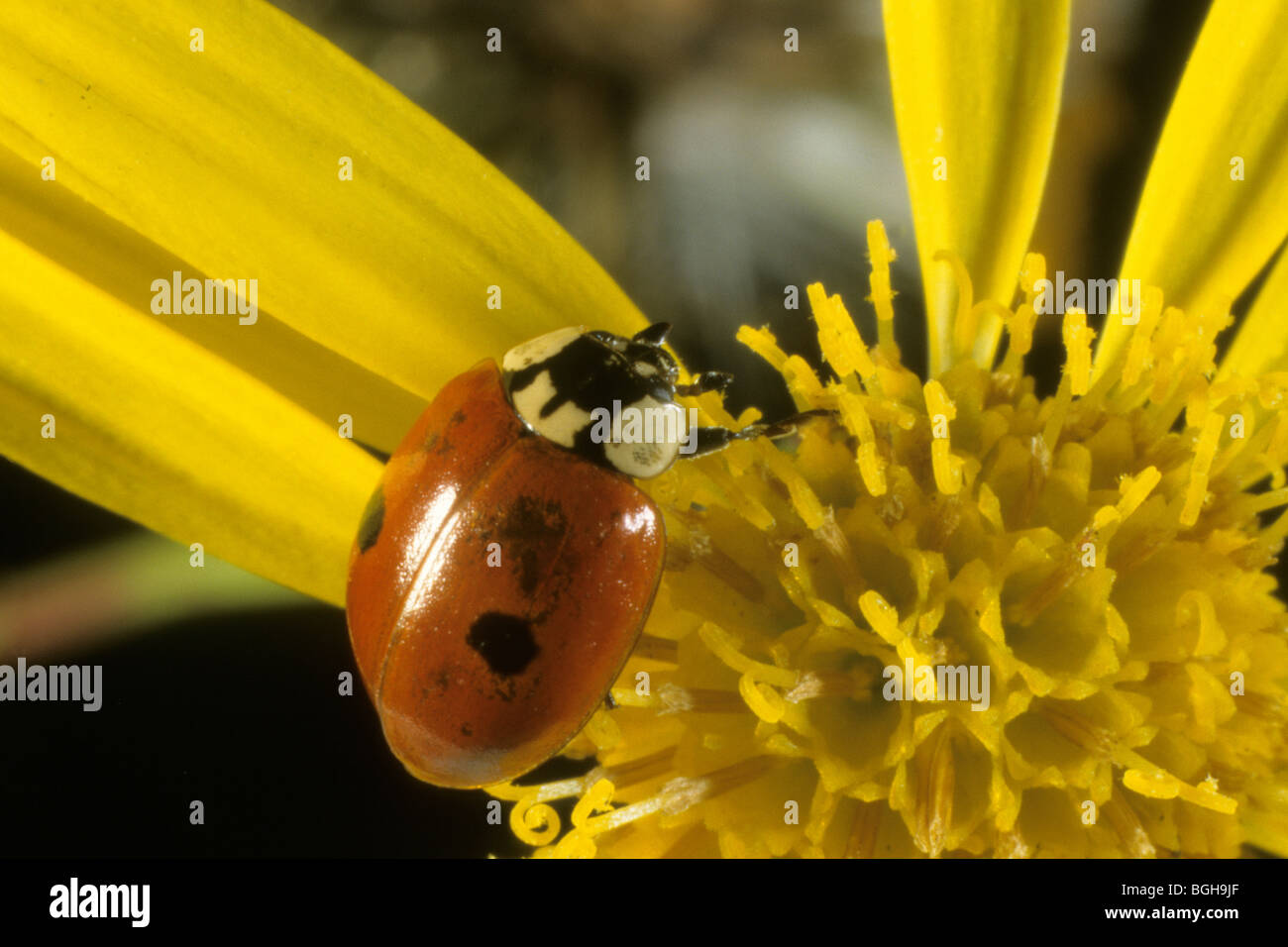 Two-spotted Ladybird, Two-spotted Lady Beetle (Adalia bipunctata), adult on a yellow flower. Stock Photo