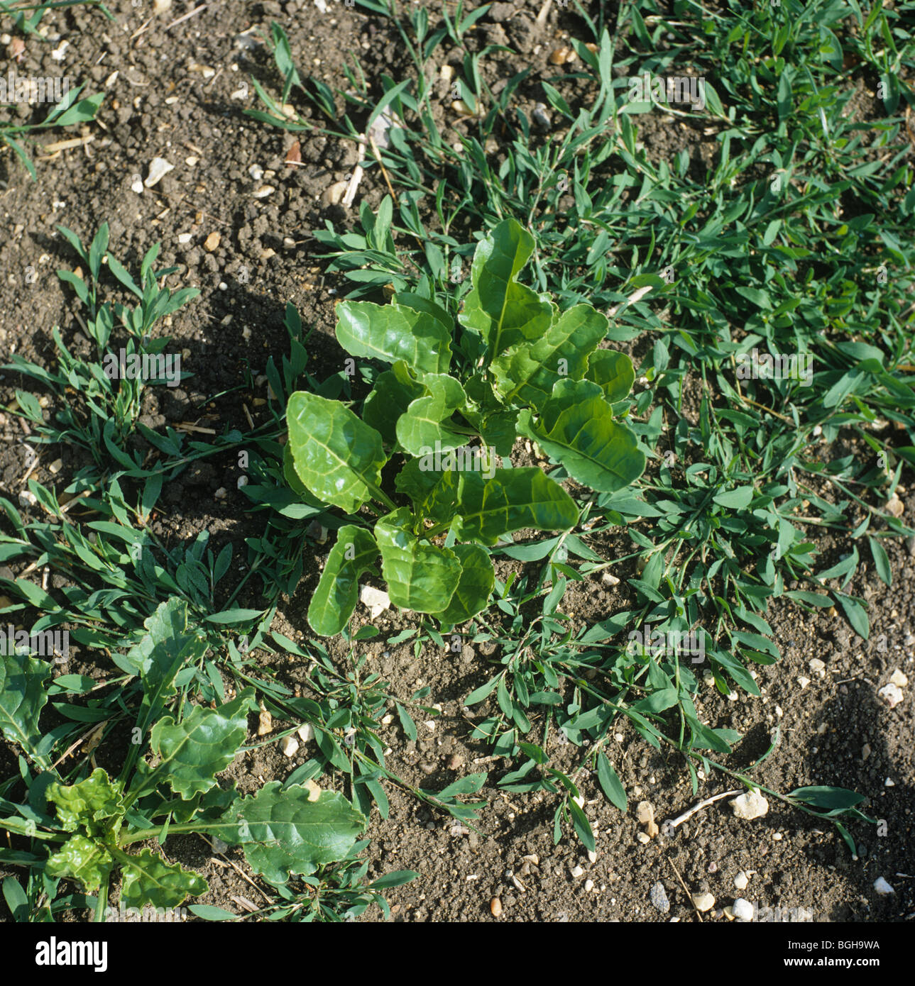 Prostrate knotgrass (Polygonum aviculare) plants in a young sugar beet crop Stock Photo