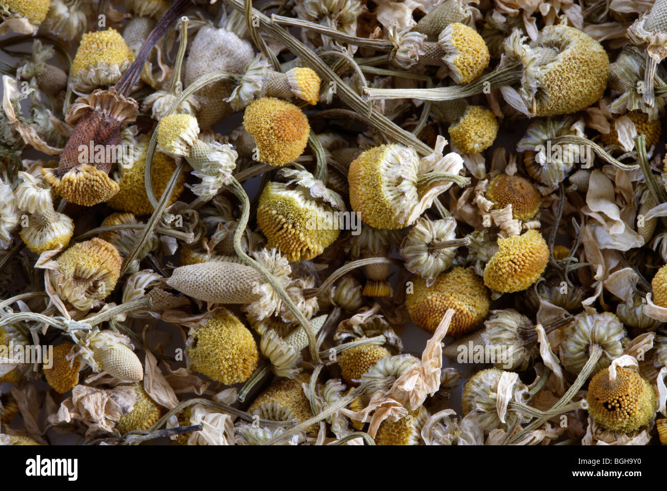 German chamomile tea leaves Stock Photo Alamy
