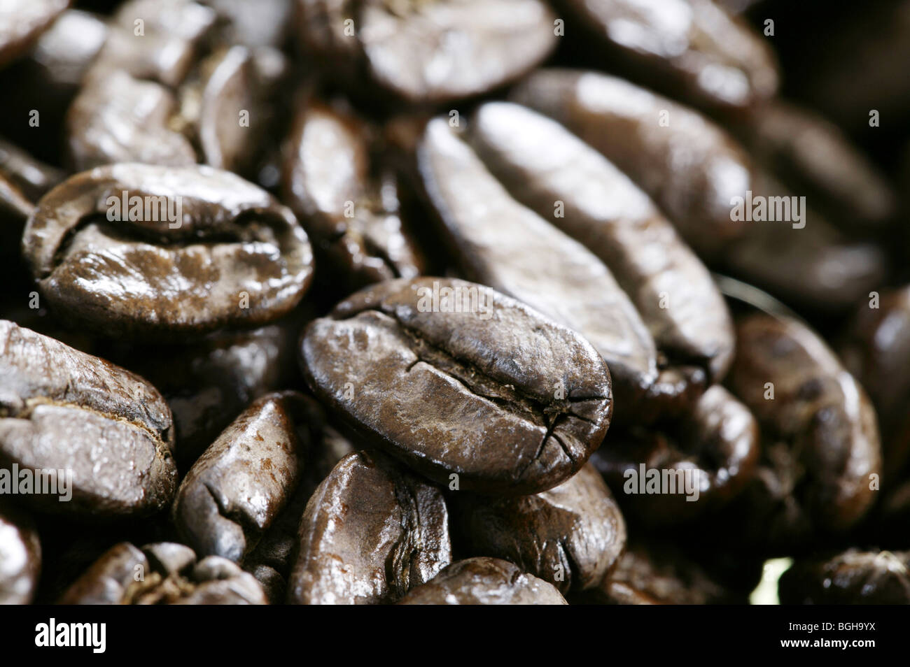 Maragogype coffee beans Stock Photo - Alamy