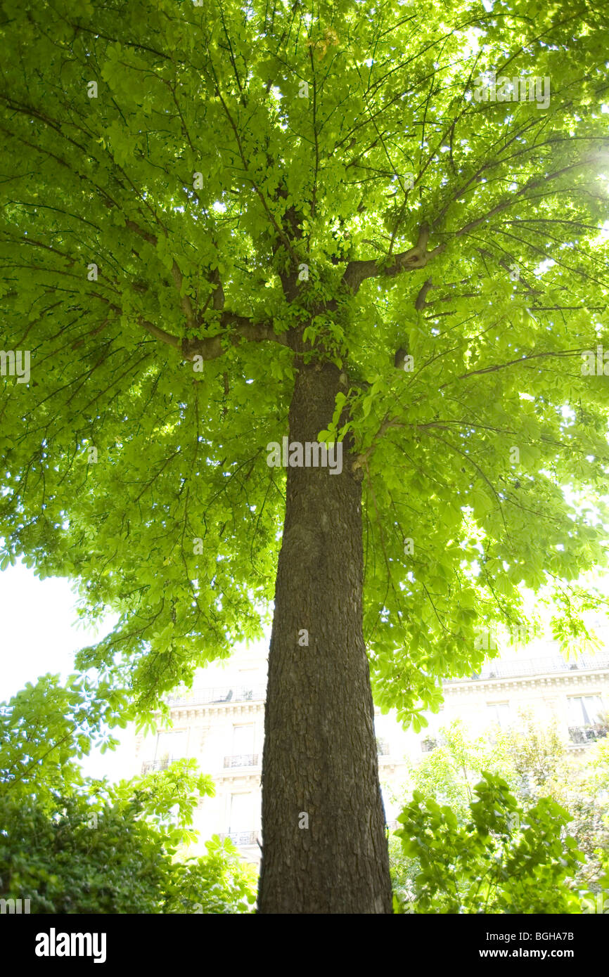 Horse chestnut tree. Paris, France Stock Photo Alamy
