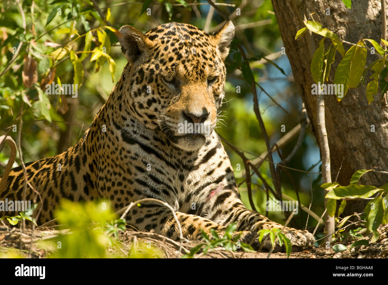 Jaguar Panthera onca Stock Photo