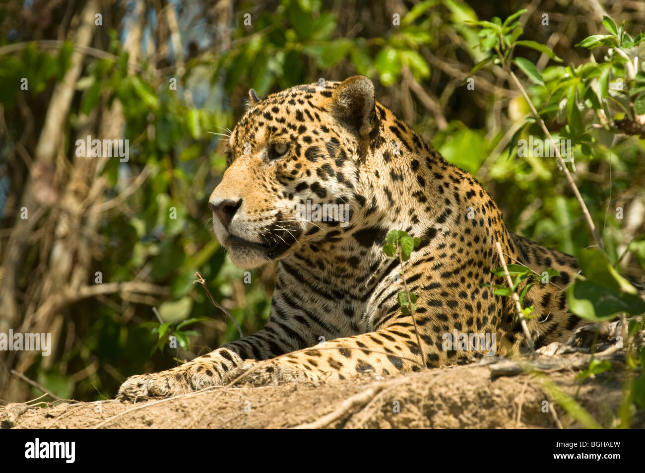 Jaguar Panthera onca Stock Photo