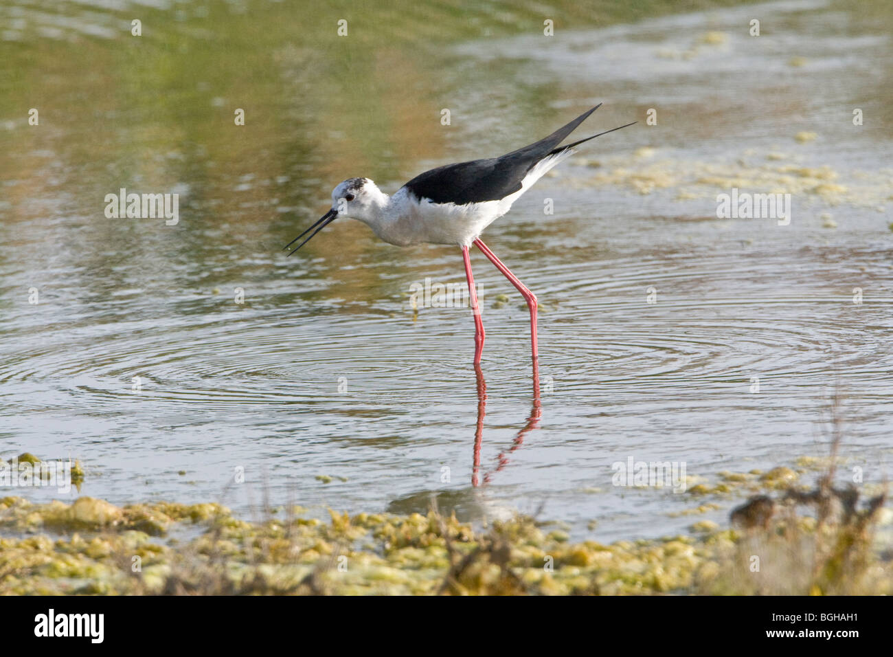 Black Winged Stilt walking through water fishing Stock Photo Alamy