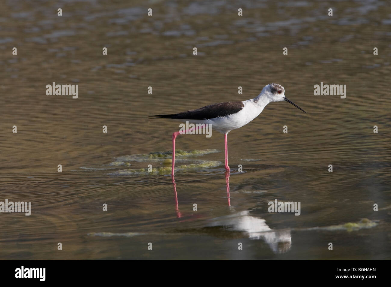 Black Winged Stilt walking through water fishing Stock Photo Alamy
