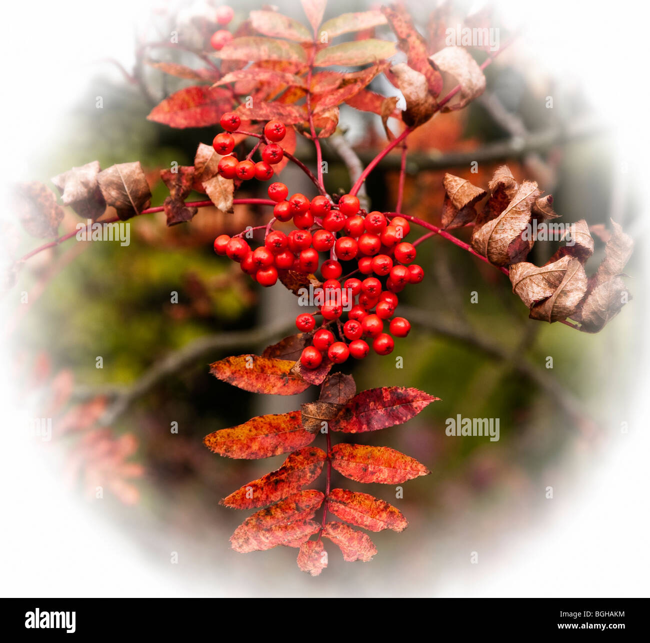 Rowan - Mountain Ash berries vignette Stock Photo