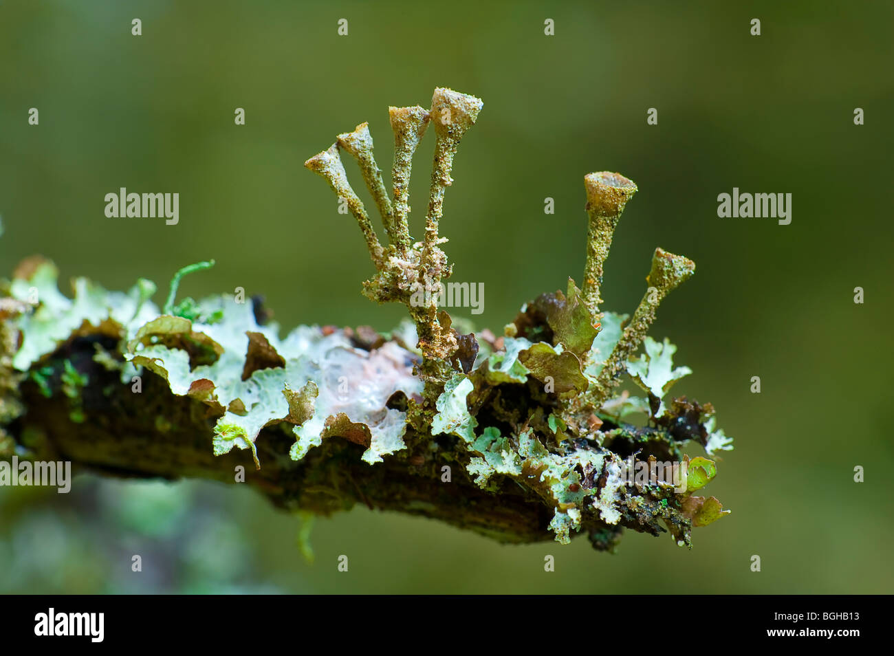 Surreal and bizarre macro close up of a tree lichen growing shoots that resemble  trumpet shapes Stock Photo