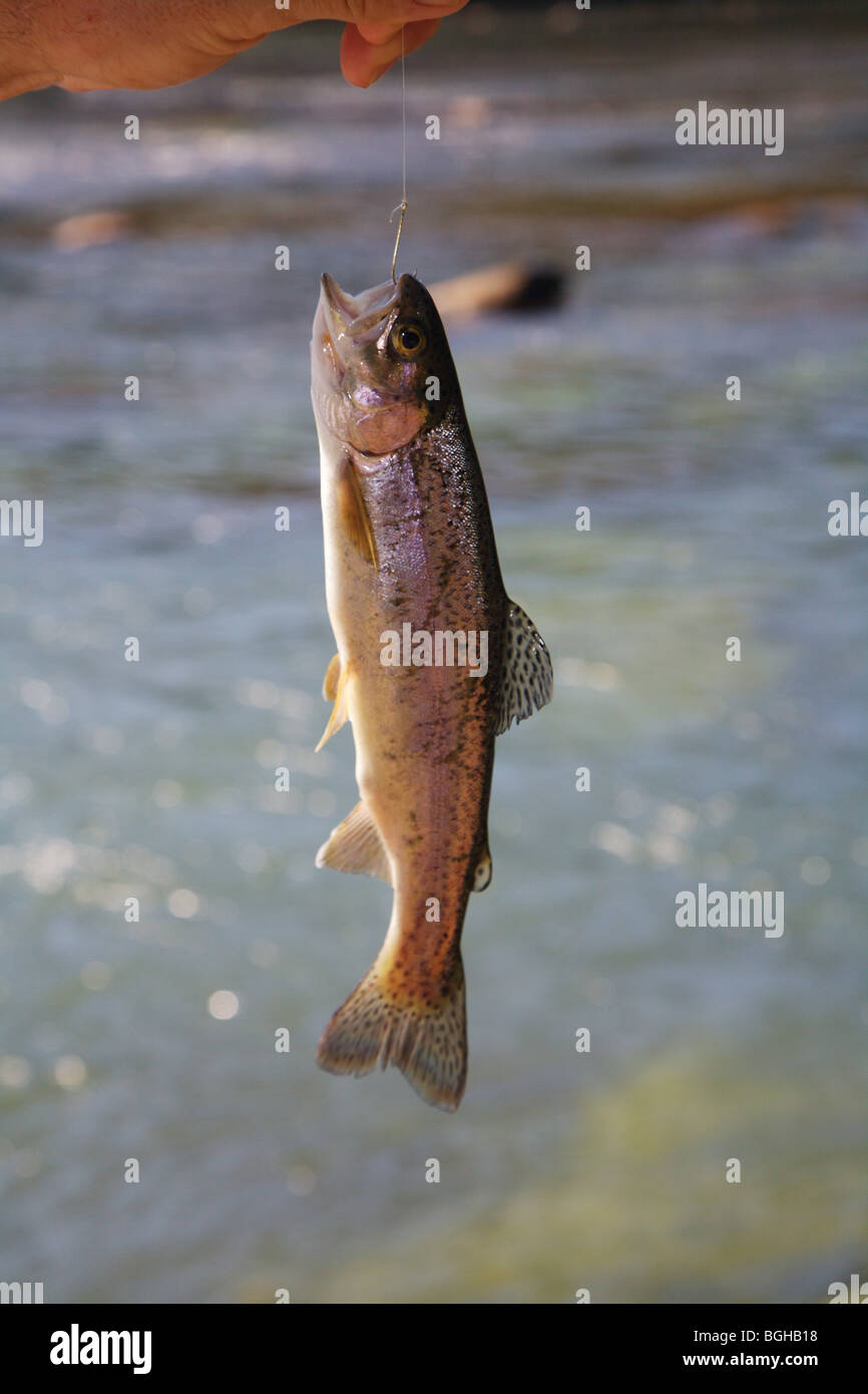 CLOSEUP RAINBOW TROUT HOOKED ON FLY LINE GEORGIA Stock Photo