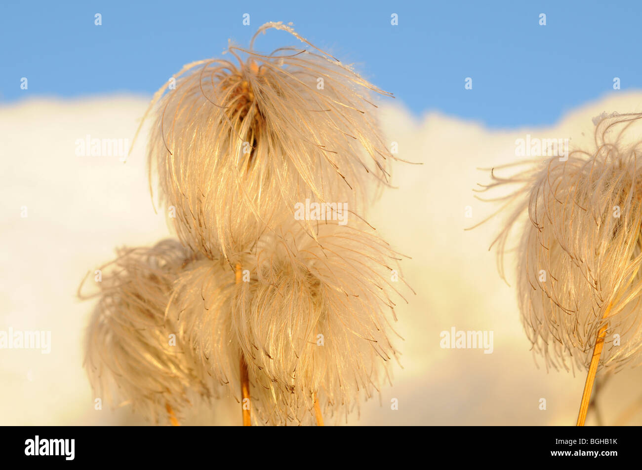 clematis seed heads in snow Stock Photo