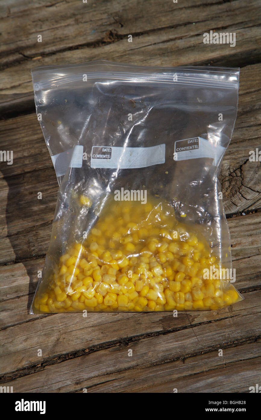 BAG OF YELLOW CORN KERNELS BAIT FOR CATCHING BROWN AND RAINBOW TROUT CHATTAHOOCHEE RIVER GEORGIA Stock Photo
