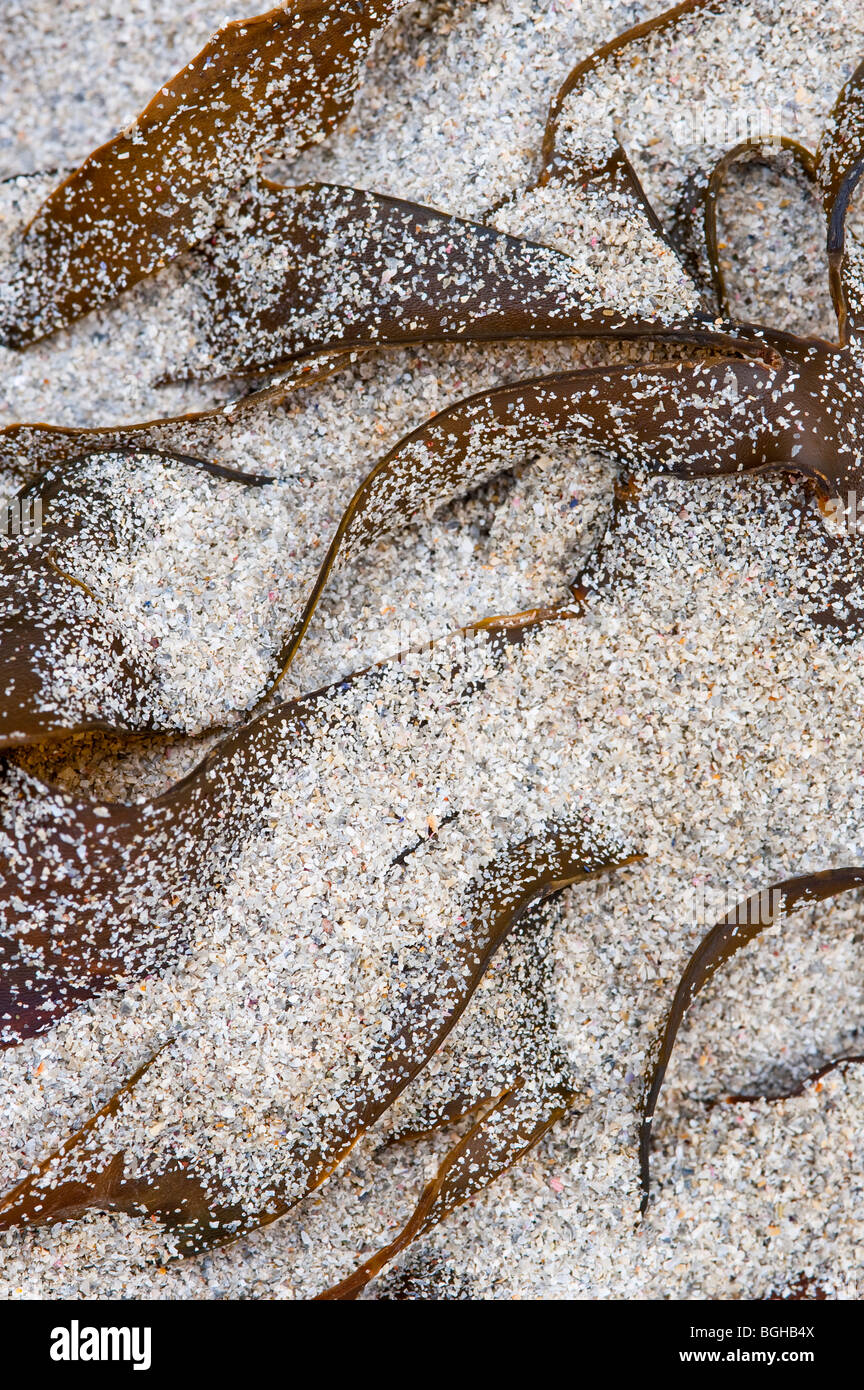 Abstract shapes and textures made by sand and seaweed Stock Photo Alamy