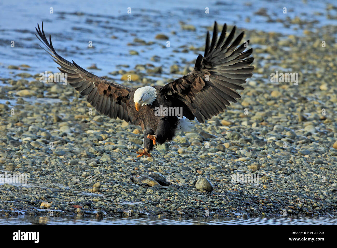 Bald eagle landing Stock Photo Alamy