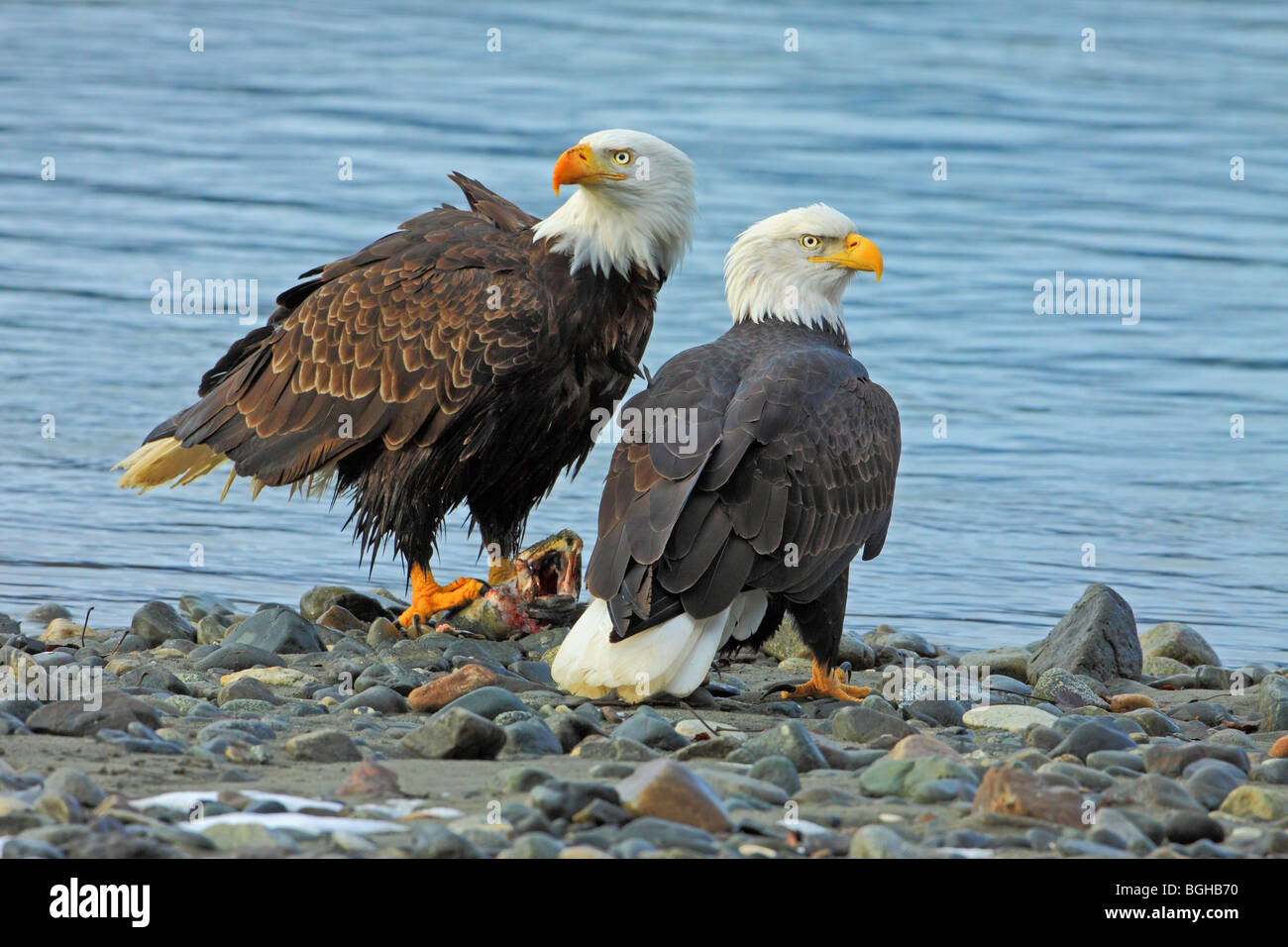 two bald eagles Stock Photo