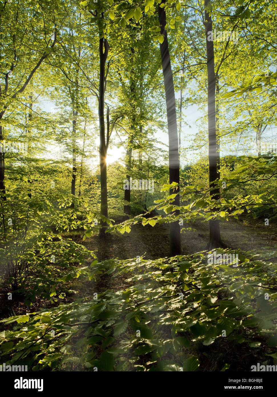 SUN STREAMING THROUGH BEECH TREES IN THE FOREST OF DEAN UK Stock Photo
