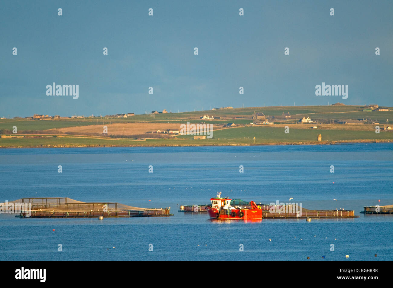Fish Farm in the Bay of Kirkwall off the Orkney Mainland  SCO 5806 Stock Photo