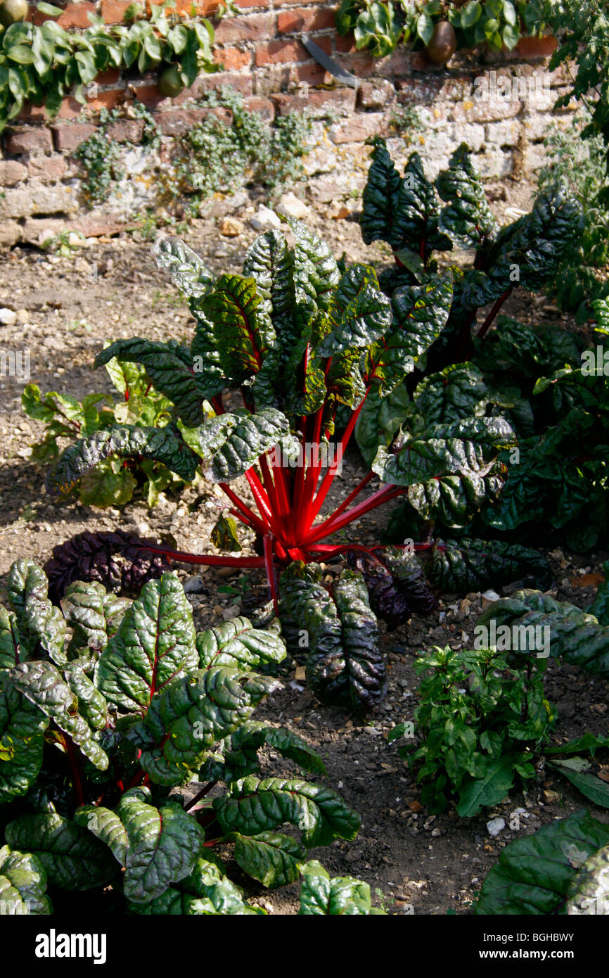 ALLOTMENT GARDEN GROWING RUBY CHARD Stock Photo