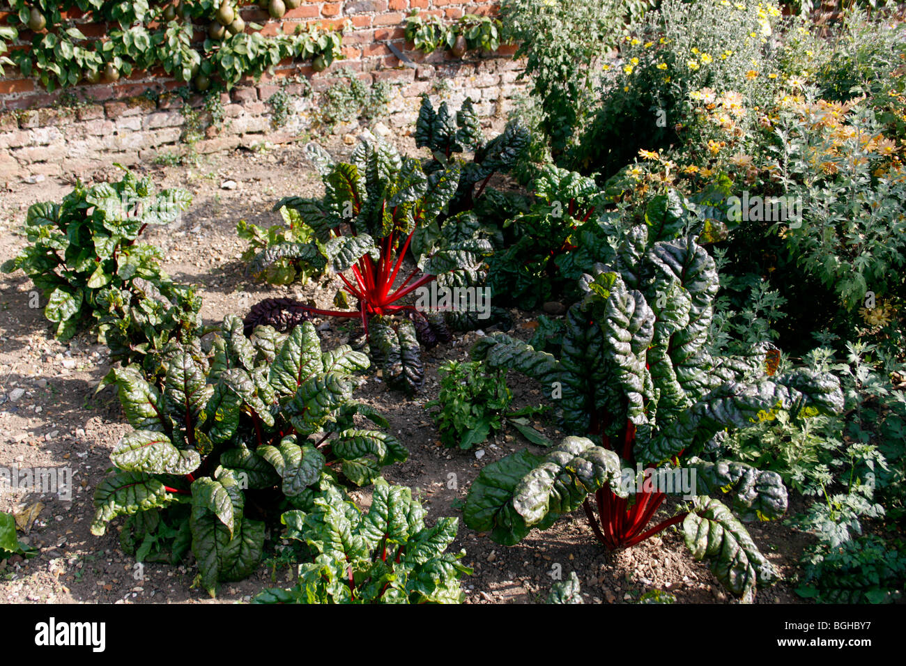 ALLOTMENT GARDEN GROWING RUBY CHARD Stock Photo