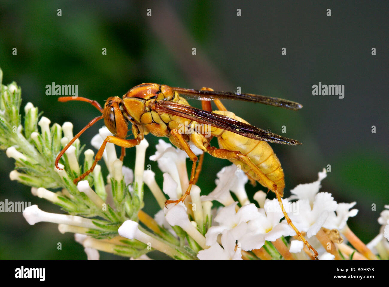Yellow Paper Wasp Stock Photo