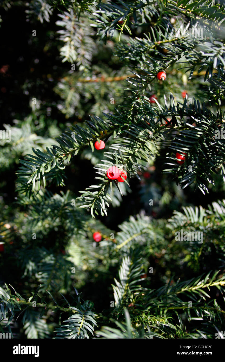 Yew tree berries hires stock photography and images Alamy