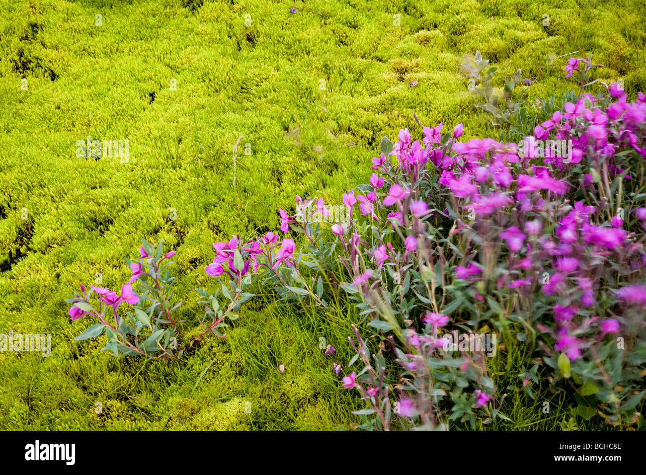Arctic Riverbeauty (Epilobium latifolium) and Moss, Iceland. Stock Photo