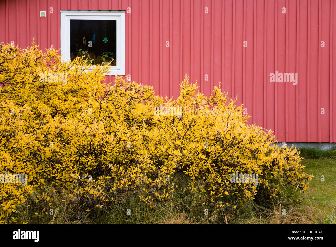 Autumn colors in front of a home. Narsarsuaq, South Greenland. Stock Photo