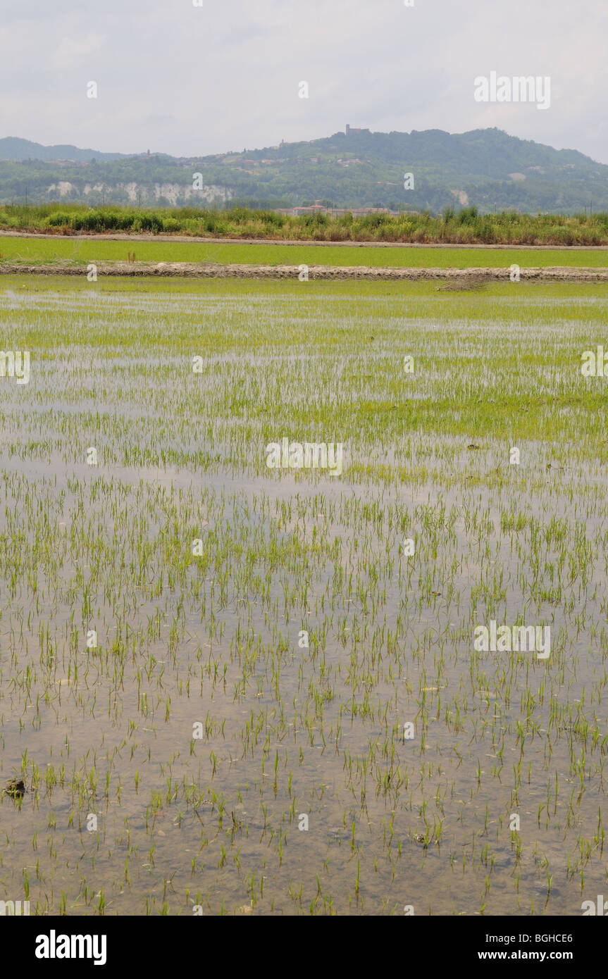 Rice paddy fields with green rice stalks showing through water south west of Mortara on Lombardy plain province of Pavia Italy Stock Photo