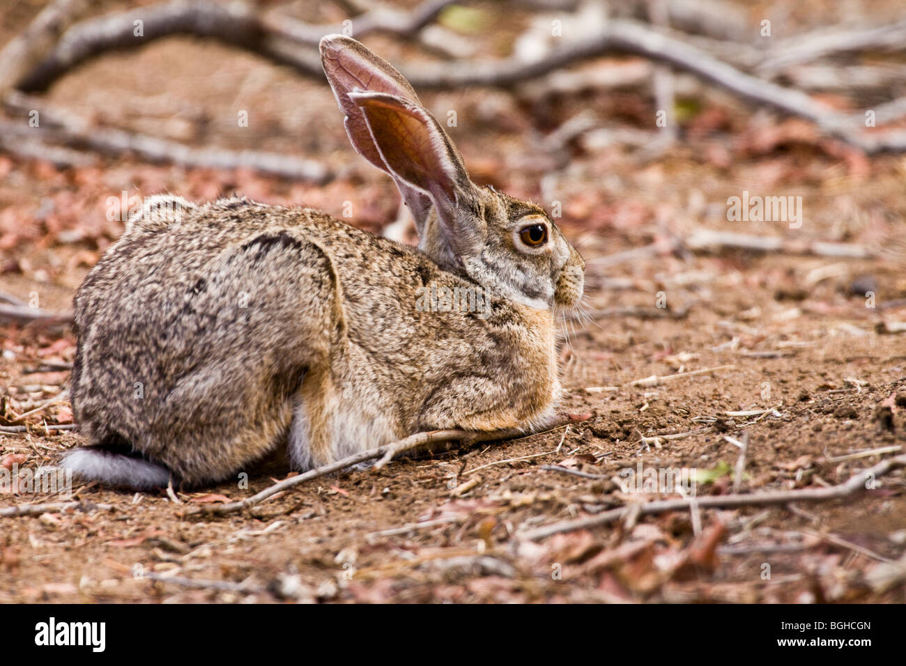 Cape or African hare Stock Photo