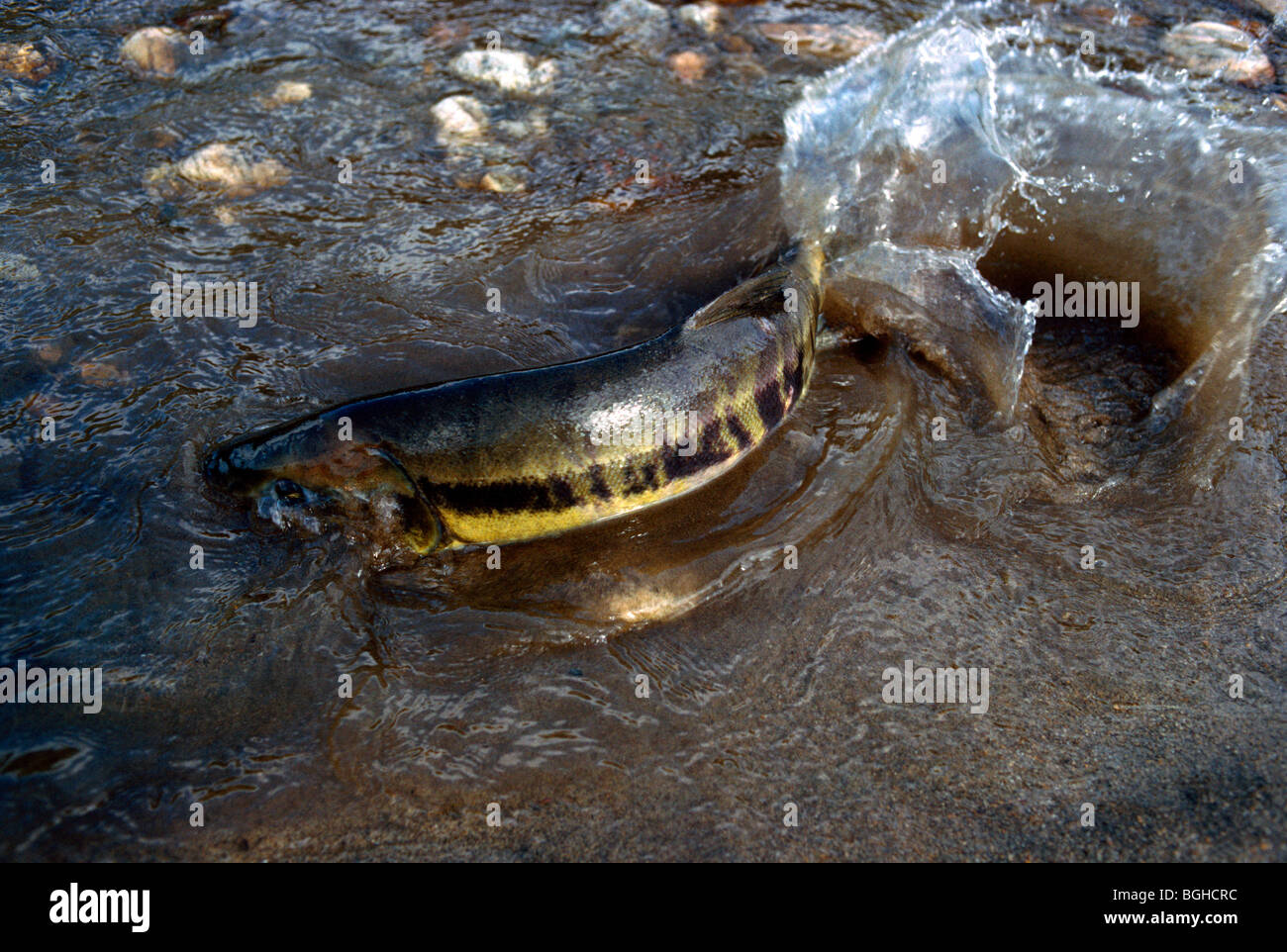 Spawning Salmon Run, swimming / splashing Upstream, Fish return to