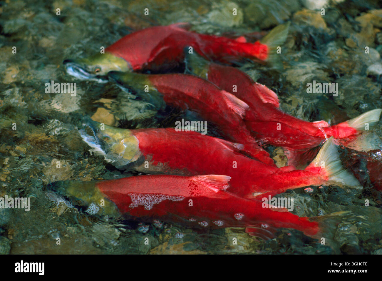 Five salmon swimming upstream hires stock photography and images Alamy