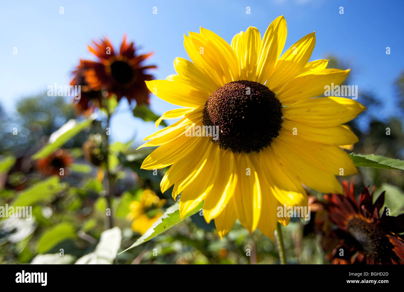 Full sun flower garden hires stock photography and images Alamy