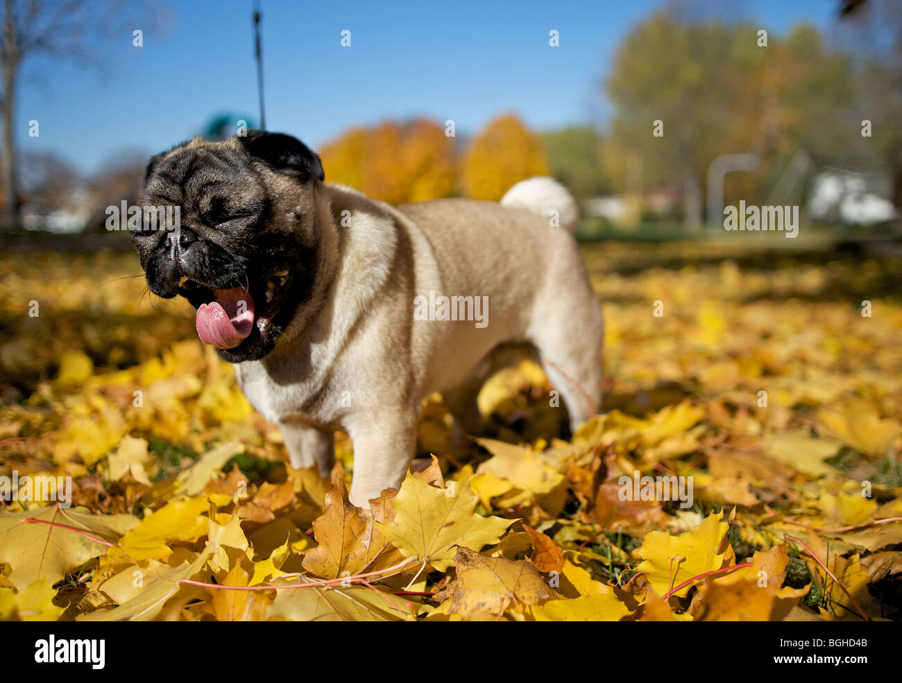 A pug puppy playing in the colorful leaves that have fallen from a tree