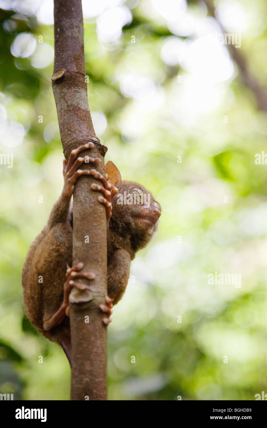 A Tarsier; Bohol; The Visayas; Philippines Stock Photo - Alamy