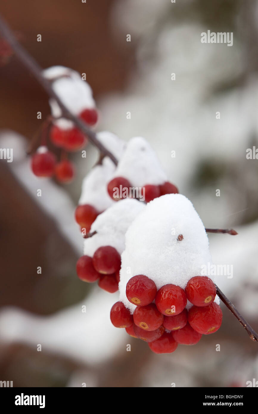 Detroit, Michigan A crab apple tree with snow in winter Stock Photo