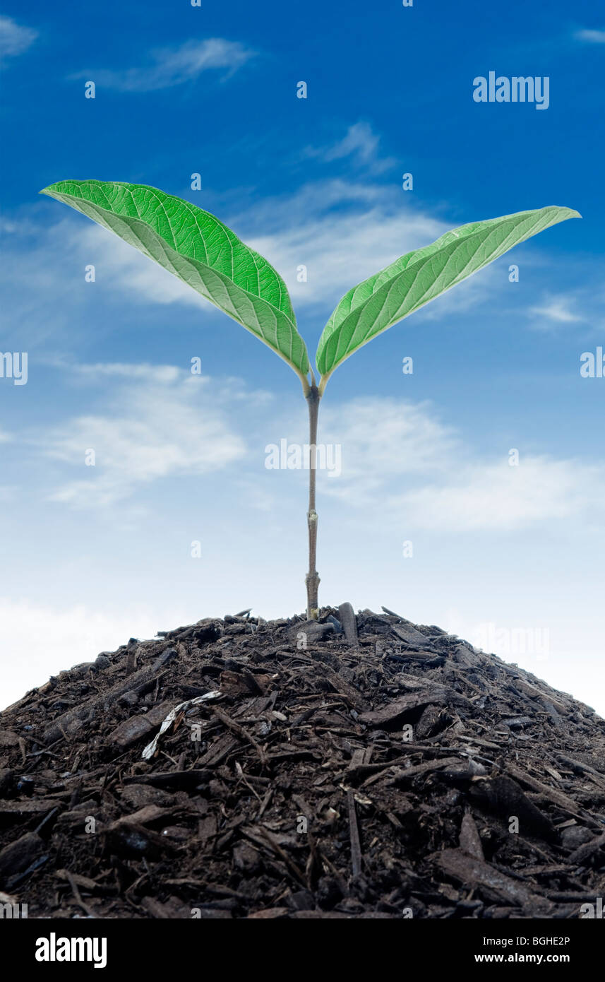 Growing Plant High Resolution Stock Photography and Images Alamy