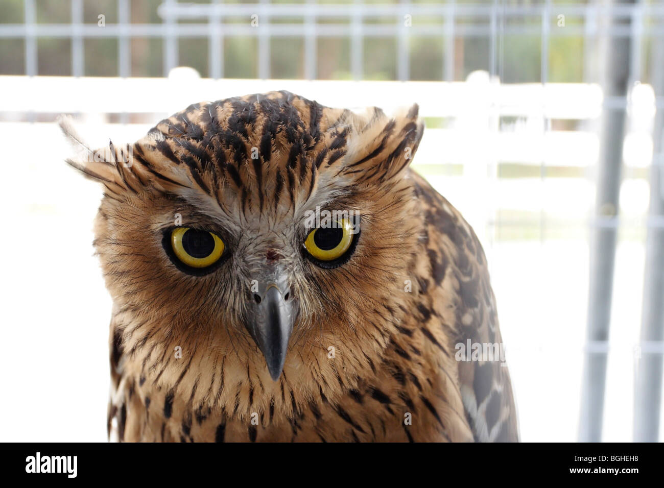 An owl in captivity Stock Photo Alamy