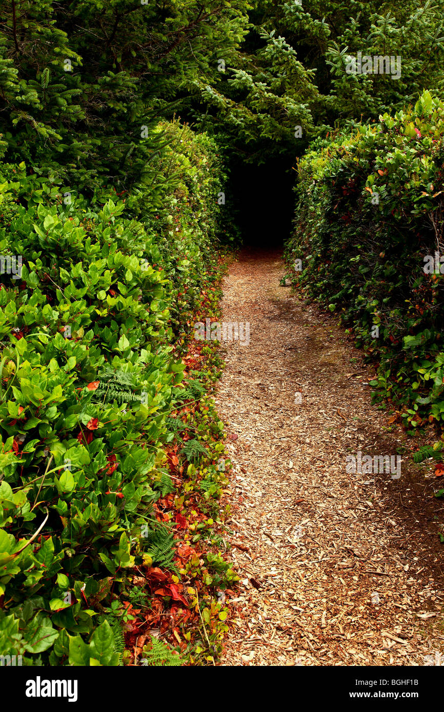 Wood chipped hiking trail, edged by hedges leading into the forest. Stock Photo