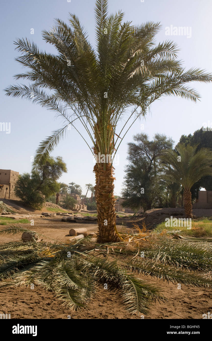 Egypt Palm Tree Wall Stock Photos & Egypt Palm Tree Wall Stock Images