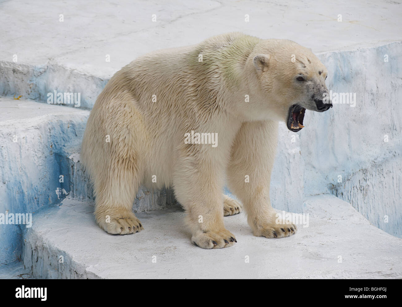 Polar Bear Cub Sitting and Roaring Wall Decal 