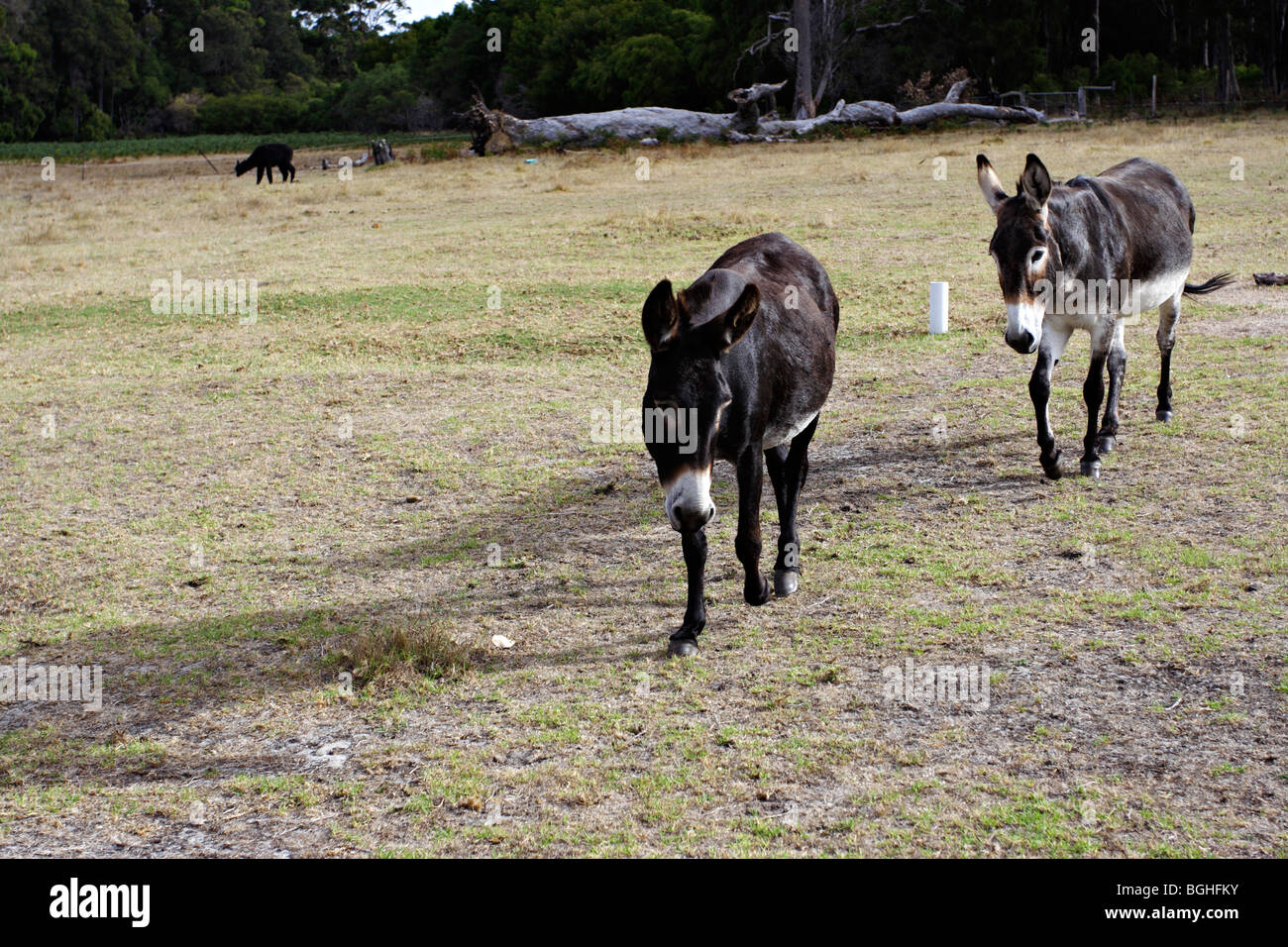 Donkeys. Stock Photo
