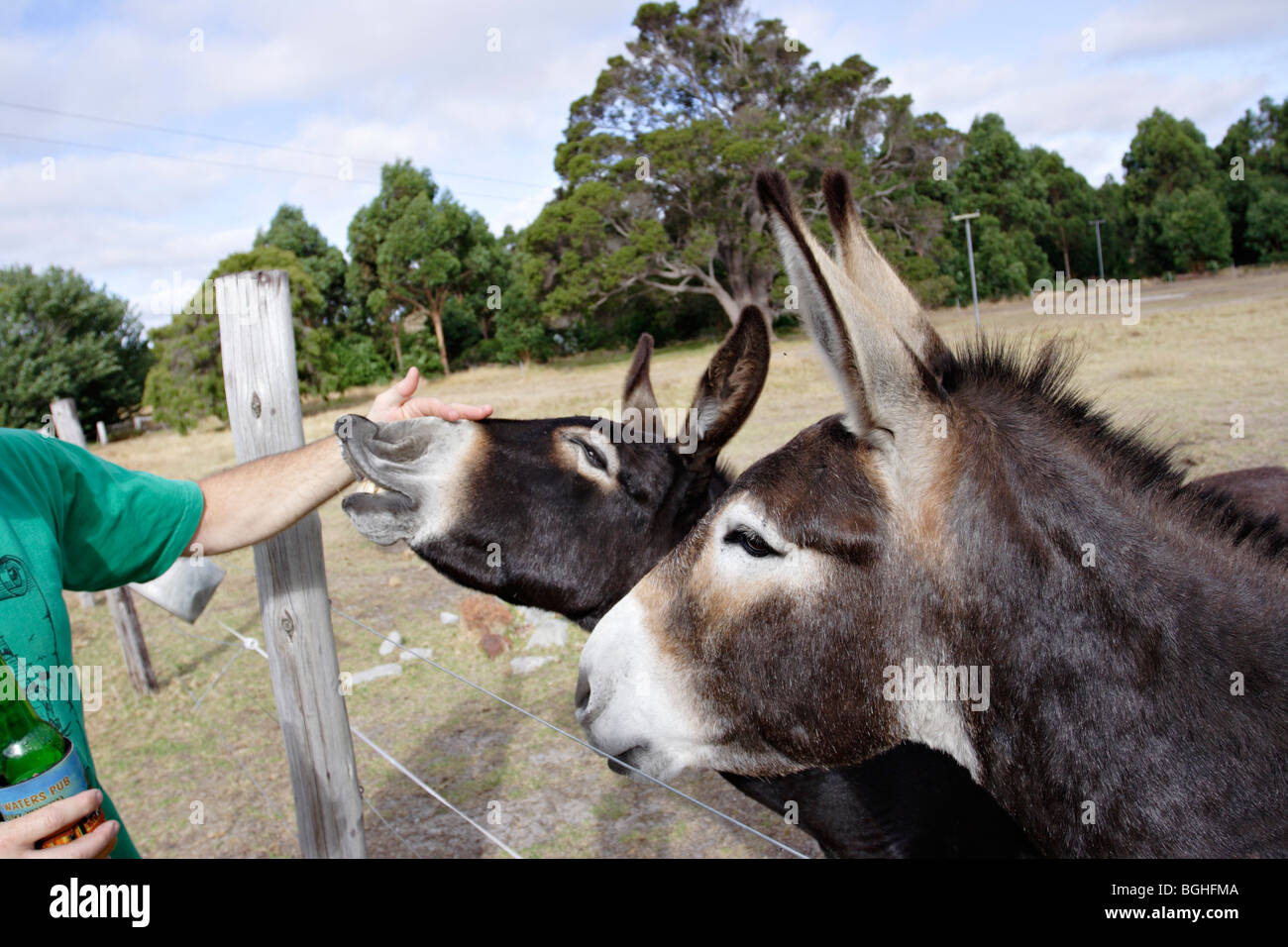 Human animal interaction hi-res stock photography and images - Alamy