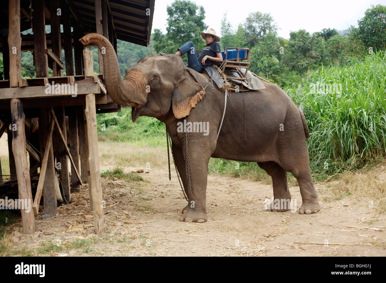 A mahout sits on an elephant in northern Thailand Stock Photo