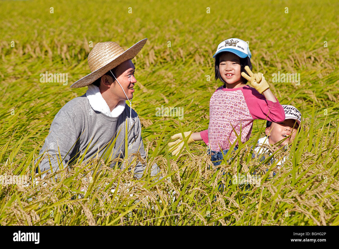 Collecting rice from a paddy field, Nara prefecture, Japan Stock Photo ...