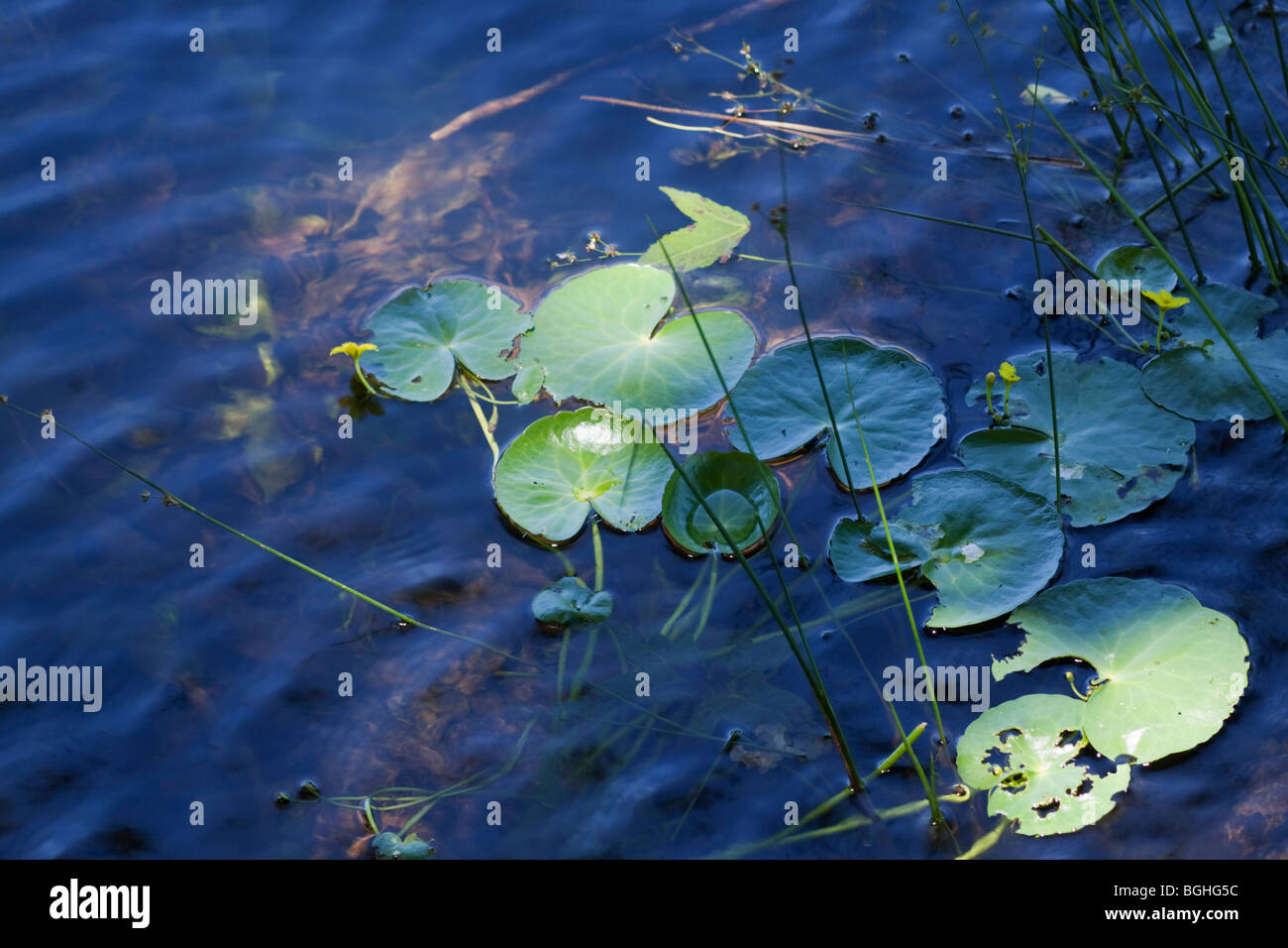 Shaft of sunlight highlighting water lilies on rippled surface. Color. Stock Photo