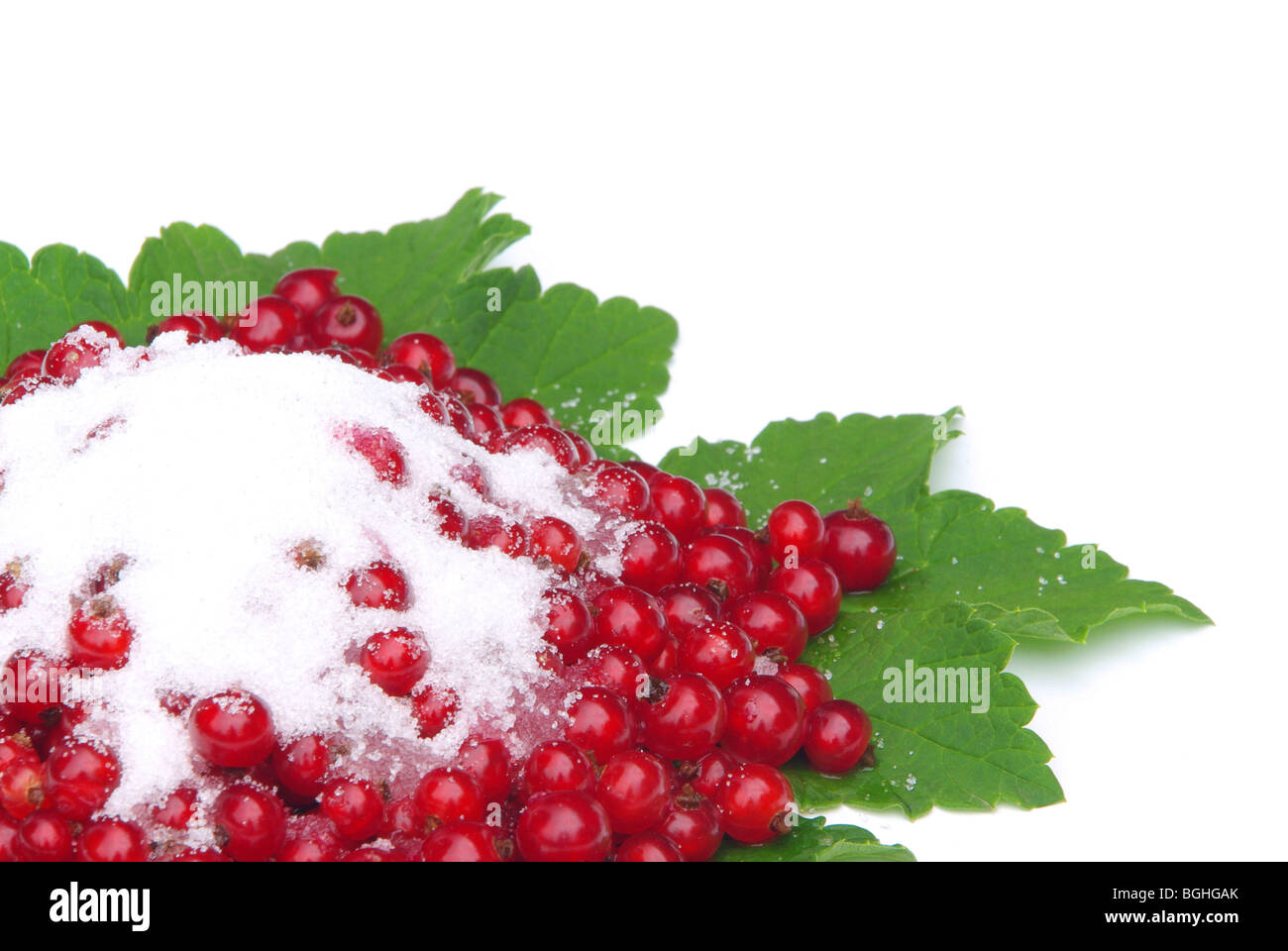 Johannisbeere - currant 26 Stock Photo
