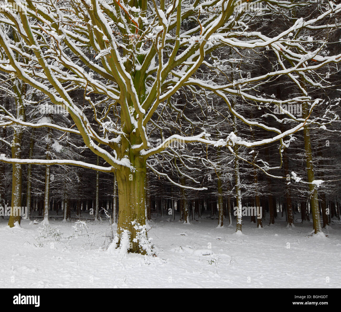 Beech tree in snow. Stock Photo