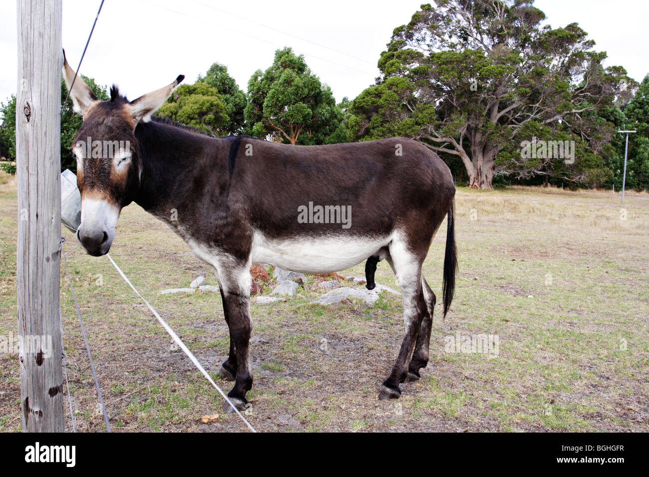 A donkey with erected penis at Margaret River in Western Australia Stock  Photo - Alamy