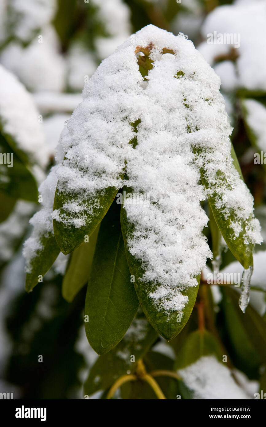 Closeup of a rhododendron top covered with snow, winter garden landscape, Germany Stock Photo