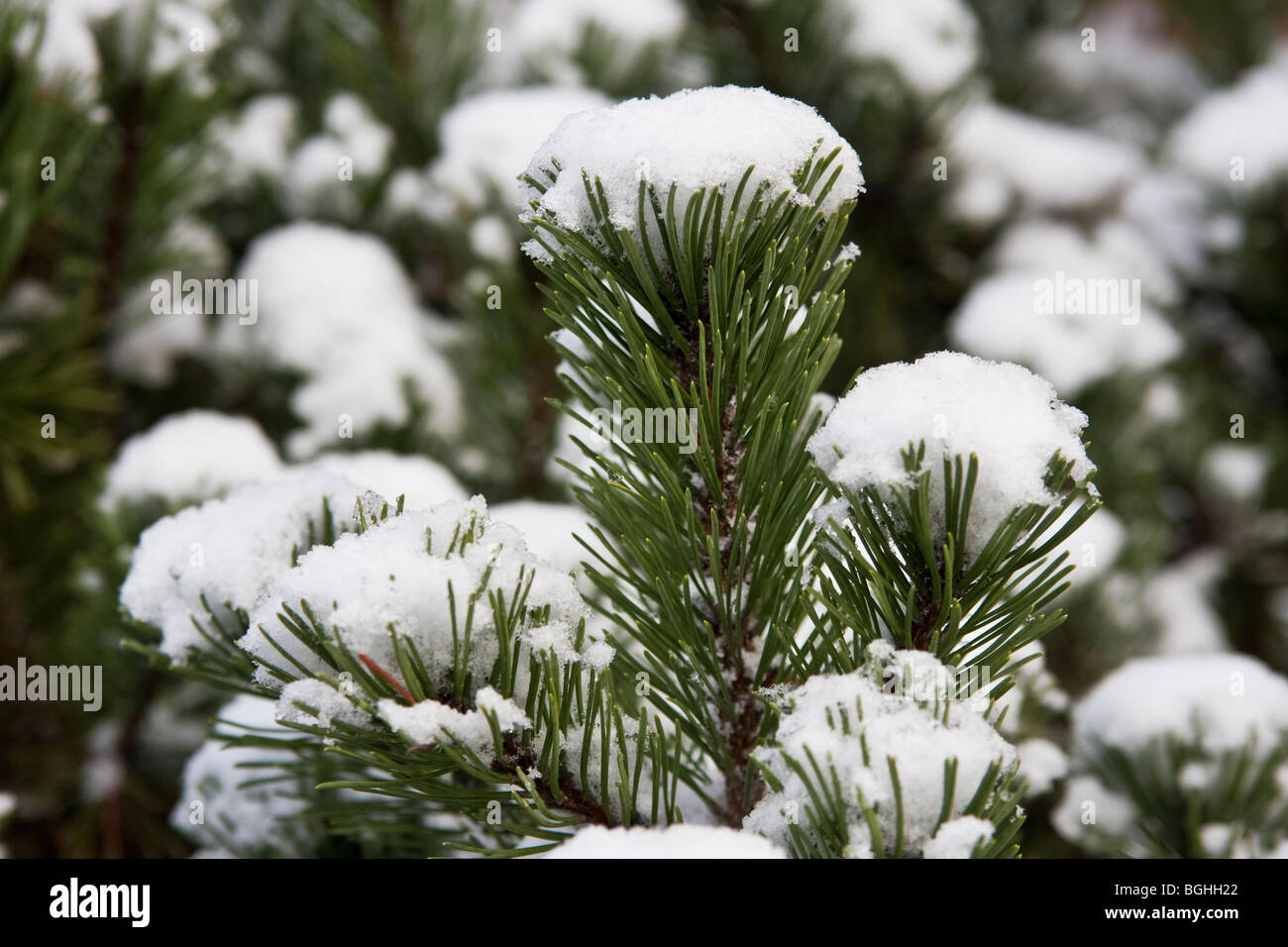 Closeup of a pine tree top covered with snow, winter forest landscape, Germany Stock Photo