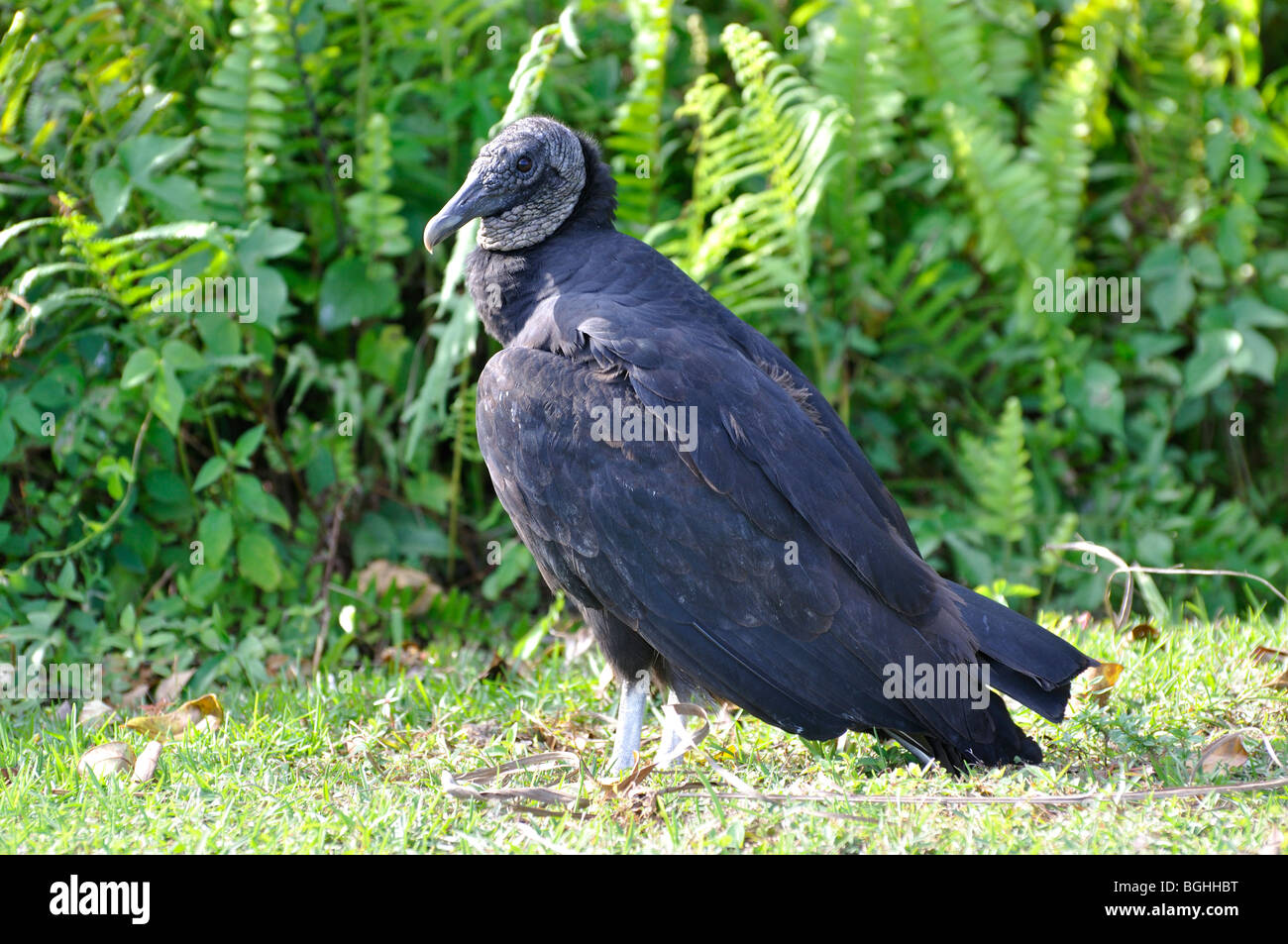 Black vulture, Everglades park, Florida, USA Stock Photo